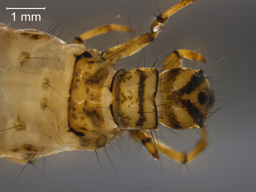 Limnephilus subcentralis